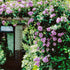 Purple Climbing Rose Seeds Attracts Birds Fragrant Deer Resistant Ornamental Fences Arbors Wall Outdoor 100Pcs Flower Seeds by YEGAOL Garden...