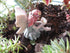 Red Hair Miniature Garden Fairy Amie Sitting with Leaf...