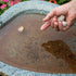 Mosquito Dunks 102-12 Mosquito Killer for Bird,Fish, 2 Pack...