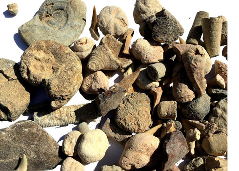 Bulk Educational Genuine Fossil Mix - 1/2 Lb Variety of 75 Genuine Fossils - Exclusively from DINOSAURS ROCK...