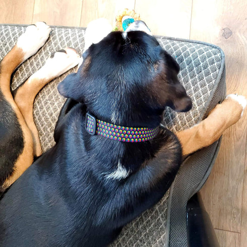 Buttonsmith Rainbow Hexes Dog Collar - Made in The USA - Fadeproof Permanently Bonded Printing, Military Grade Rustproof Buckle, Choice of 6 Sizes...