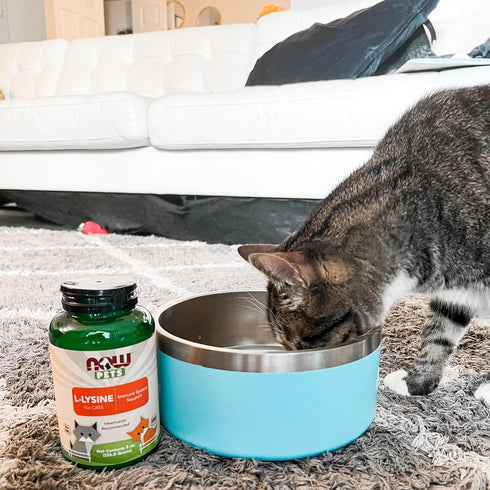 NOW Pet Health, L-Lysine Supplement, Powder, Formulated for Cats, NASC Certified, 8-Ounce...
