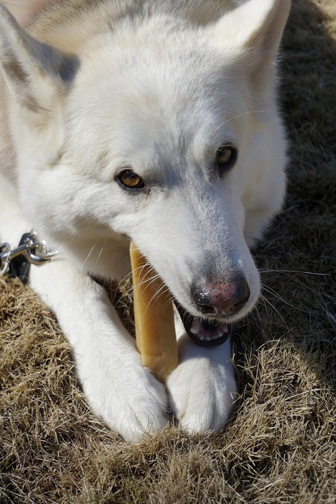 Authentic Himalayan Yak Cheese for Dogs - XLarge (Pack of 1) - Sourced from Pristine Himalayan Foothill, Rawhide-Free, NO preservatives...