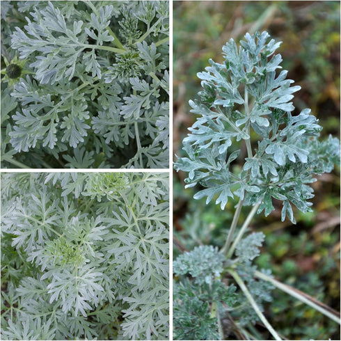 Seed Needs, Wormwood Seeds - 1,000 Heirloom Seeds for Planting Artemisia absinthium - Non-GMO & Untreated Medicinal Herb for Digestion & Gut Healt...