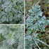 Seed Needs, Wormwood Seeds - 1,000 Heirloom Seeds for Planting Artemisia absinthium - Non-GMO & Untreated Medicinal Herb for Digestion & Gut Healt...