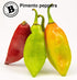 Bertie's Trinidad Pimento Sauce (10 Oz./300ml) | Adds Wonderful Flavour and Aroma Without The Heat to Dish | Perfect To Season Meats And Vegetable...