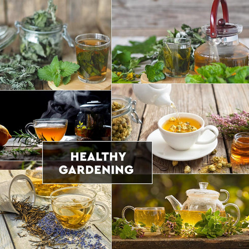 10 Herbal and Medical Tea Seeds Pack - Heirloom and Non GMO, Grown in USA - Indoor or Outdoor Garden - Chamomile, Lavender, Mint, Lemon Balm, Catn...