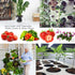ORIMERC 25 Pack 3 inch Net Cup Pot with 25 feet Hydroponic Self Watering Wick & 25 Pcs Plant Label Aquaponics Mason Jar Insert Orchid Rimmed Nette...