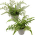 Briful 2PCS Fake Plants Potted Artificial Plants Greenery Faux Fern Eucalyptus Décor Plant for Indoor Home Office Bathroom Harmhouse Decoration...