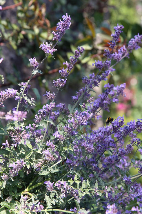 Sow Right Seeds - Catnip Seed for Planting - Popular Herb for Happy Cats - Non-GMO Heirloom Packet with Instructions to Plant and Grow - A Gift fo...