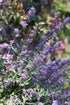 Sow Right Seeds - Catnip Seed for Planting - Popular Herb for Happy Cats - Non-GMO Heirloom Packet with Instructions to Plant and Grow - A Gift fo...