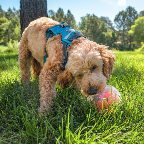 Outward Hound Nina Ottosson Topsy Treat Ball Dog Puzzle Interactive Treat Puzzle Dog Enrichment Dog Toy, Level 1 Beginner, Orange...