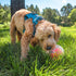 Outward Hound Nina Ottosson Topsy Treat Ball Dog Puzzle Interactive Treat Puzzle Dog Enrichment Dog Toy, Level 1 Beginner, Orange...