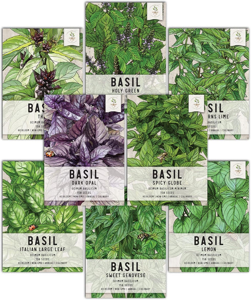 Seed Needs, Culinary Basil Herb Seed Packet Collection (8 Individual Basil Seed Varieties for Planting) Non-GMO & Untreated...