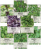 Seed Needs, Culinary Basil Herb Seed Packet Collection (8 Individual Basil Seed Varieties for Planting) Non-GMO & Untreated...