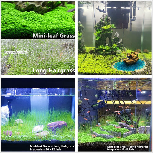 3 Aquarium Plant Se-e-d Combo, no ArtificiaL, Fresh Water Grass for Fish Tank Terrarium Dwarf Carpet,Universal substrate, not Plastic 11aab...
