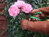 Rose Pruning Gloves for Men and Women - Thorn Proof Goatskin Leather Gardening Gloves with Gauntlet (Extra Large, Brown)...