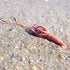 Safari Ltd. Giant Squid Figurine - Realistic 9.5" Sea Creature Figure - Educational Toy for Boys, Girls, and Kids Ages 3+...