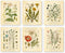 Ink Inc. Botanical Prints Wildflower Prints Floral Wall Art - Set of 6-8x10 - Unframed...