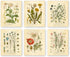 Ink Inc. Botanical Prints Wildflower Prints Floral Wall Art - Set of 6-8x10 - Unframed...
