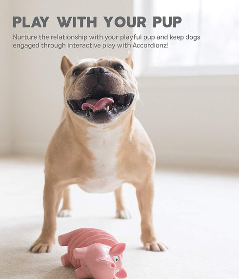 Outward Hound Accordionz Latex Rubber Squeaking Toy - Squeaky and Grunting Dog Toy, Alligator...
