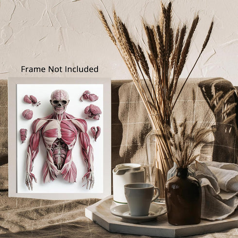 Posterizer 1 pcs-anatomical illustration of the human muscular system 2-Teachers & Classrooms-Abstract & Modern Art-School and classroom art- unfr...