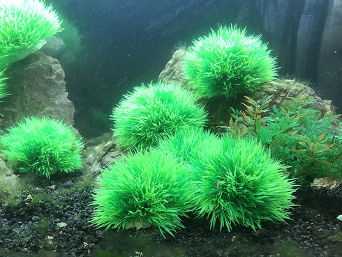 BEGONDIS 4Pcs Aquarium Decorations Fish Tank Artificial Green Water Plants Made of Soft Plastic...