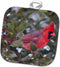 3D Rose Northern Cardinal Male in American Holly Tree in Winter-Marion Co. Il Pot Holder, 8 x 8...