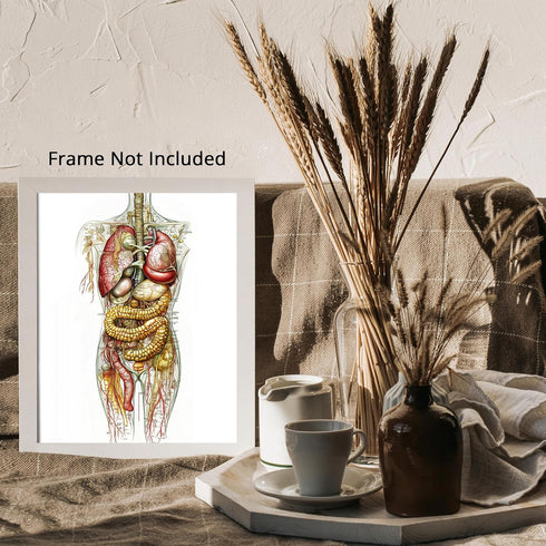Posterizer 1 pcs-anatomical illustration of the human digestive system 2-Teachers & Classrooms-Abstract & Modern Art-School and classroom art- unf...