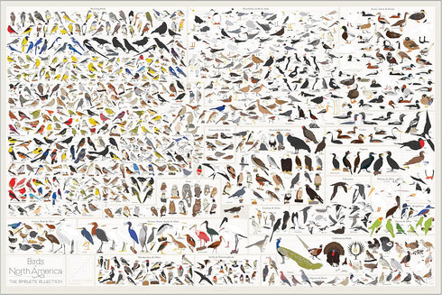 Pop Chart | Birds of North America | 36" x 24" Large-Format Poster | Every Bird Species in North America Illustrated | Perfect Wall Decor for Natu...