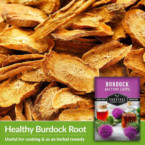 Burdock Seed for Planting - 1 Packet with Instructions to Plant & Grow Burdock Root (GOBO) in Your Home Vegetable Garden - Burdock Plant - Non-GMO...