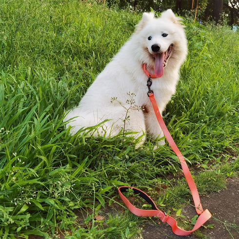4 Feet Dog Leash with Padded Handle-Sturdy Nylon Dogs Leads for Small Medium Large Giant Dogs Walking,Training,Hiking,Jogging,Camping,etc (Living ...