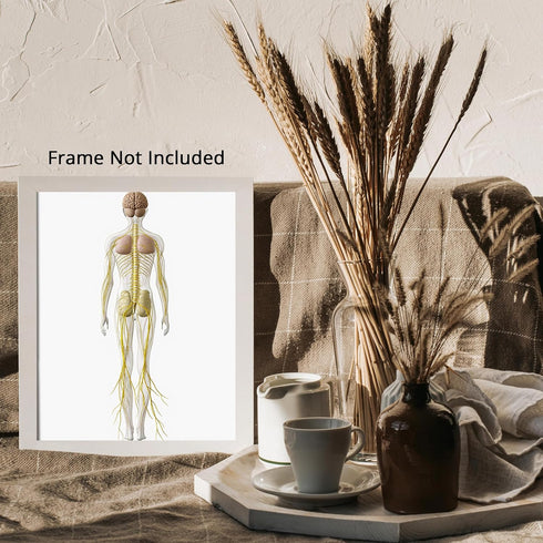 Posterizer 1 pcs-artistic illustration of the human nervous system 1-Teachers & Classrooms-Abstract & Modern Art-School and classroom art- unframe...