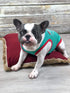 Parisian Pet Funny Christmas Holiday Dog Cat Pet Shirts Tee Tanks - Naughty or Nice, Santa Outfit, Elf Size, Santa's Helper, Sorry Santa I Ate You...