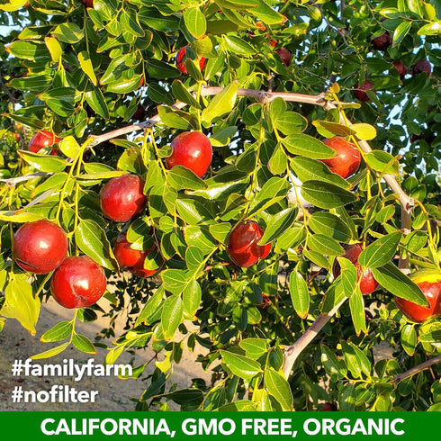 USDA Organic California Grown Pure Jujube Product | JUJUME Crisps | Sweet Jujube Chips | ZERO Added Sugar or Preservatives | All-Natural Healthy S...