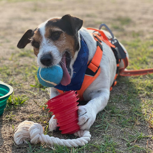 Made in USA Flingsy Dog Ball Launcher and Rope Tug Fetch Thrower Combination Throwing Toy with 100-Percent Natural Cotton Rope...