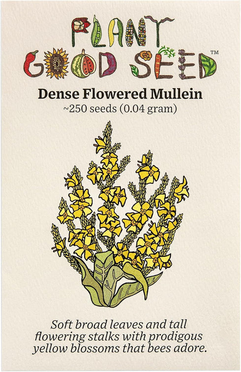 Plant Good Seed Organic Dense Flowered Mullein Seeds - Pack of 250, Heirloom Seeds for Planting Herbs, Flowers - Gardening Supplies, Wildflower, H...