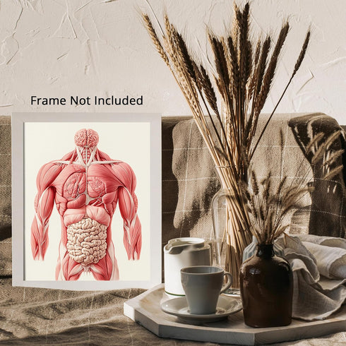 Posterizer 1 pcs-anatomical illustration of the human muscular system 3-Teachers & Classrooms-Abstract & Modern Art-School and classroom art- unfr...