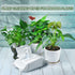 Plants Cleaning Wipes for Leaf Shine, Clean and Photosynthesis, Leaf Cleaner for House Plants Outdoor Plants (80 Wipes)...
