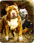 JPI Fleece Throw Blanket - Pitbull - Lightweight Faux Fur Fleece Blanket Large 50"x 60" - for Beds, Sofa, Couch, Picnic, Travel, Camping...