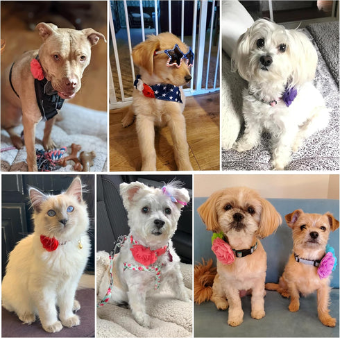 Flower Collars, 30pcs Pet Collar Flowers Charms for Dogs & Cats, Soft Chiffon Material, Exquisite Floral Design, Wide Application, Proper Size, 3....