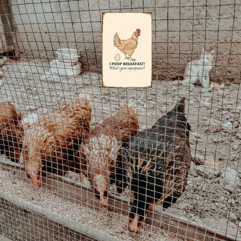 Funny Chicken Sign, Metal Chicken Coop Tin Signs, I poop breakfast, Yard Sign Garage Farm Garden Wall Decor Sign Plaque Outdoor for Home Fence 8 X...
