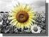 Big Sunflower on Farm Picture on Stretched Canvas, Wall Art Décor, Ready to Hang!...