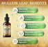 Mullein Leaf Extract - Verbascum Thapsus Liquid Supplement - Herbal Tincture Promoting & Detox Lungs, Respiratory - Lung Cleanse - Vegan Drops, No...