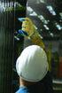 SHOWA Atlas KV300 Natural Latex Palm Coated Cut Resistant Safety Glove with Kevlar Liner, X-Large (1 Pair),Yellow/Blue...