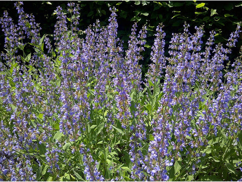 Window Garden - Sage Herb Kit - Grow Your Own Food. Germinate Seeds on Your Windowsill Then Move to a Patio Planter or Vegetable Patch. Mini Green...