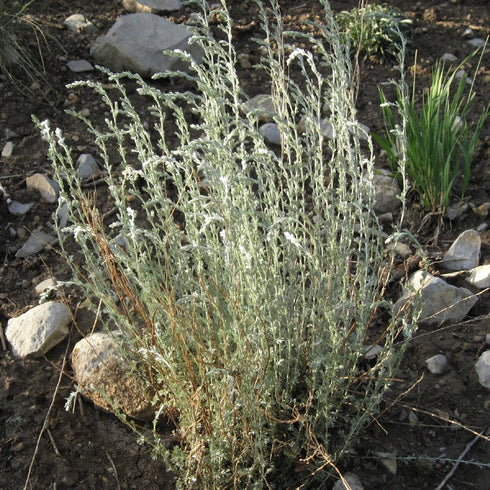 CHUXAY GARDEN Artemisia Frigida Seed 100 Seeds Fringed Sagebrush Herb Plant Attractive Serrated Pointy Leaves Fast Growing & Maintain...