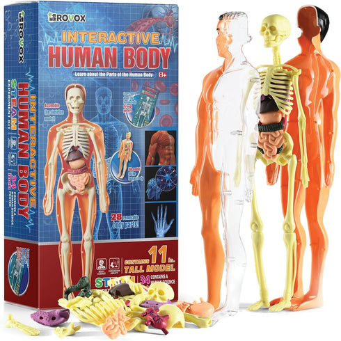 Human Anatomy for Kids Removable Skeleton Model and Torso Human Body for Kids STEM Toys Science Kit Full Body Anatomy Sets for Kids and Teens - 30...