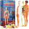 Human Anatomy for Kids Removable Skeleton Model and Torso Human Body for Kids STEM Toys Science Kit Full Body Anatomy Sets for Kids and Teens - 30...