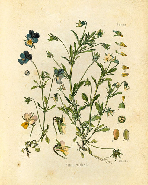 Ink Inc. Botanical Prints Wildflower Prints Floral Wall Art - Set of 6-8x10 - Unframed...
